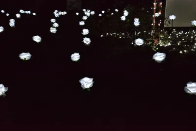 DSC_6984 (Large).JPG